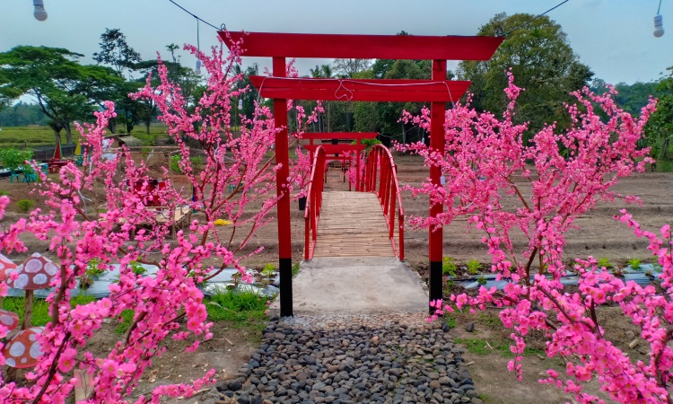 Taman Bunga Sakura