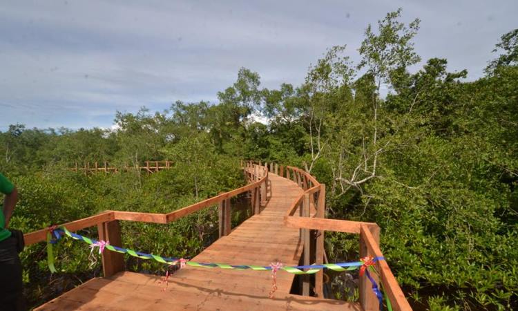 Taman Hutan Mangrove Pariaman