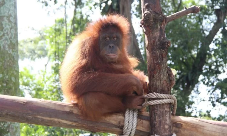 Kebun Binatang Pematangsiantar