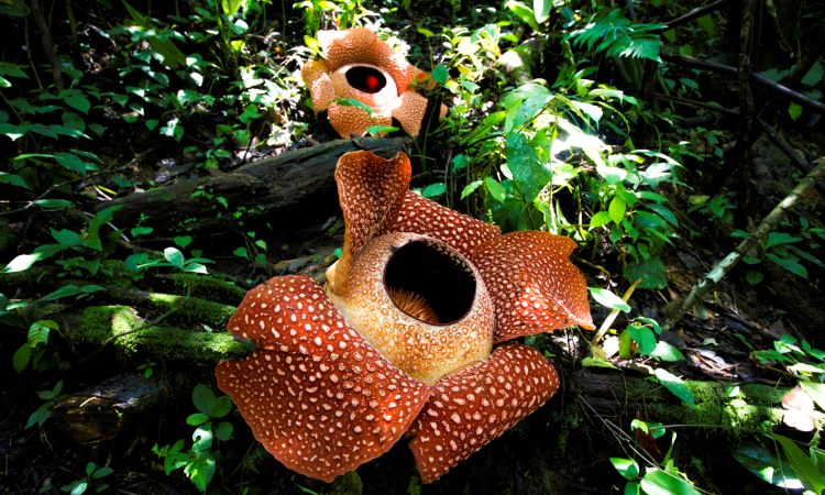 Bunga Bangkai Rafflesia Arnoldii