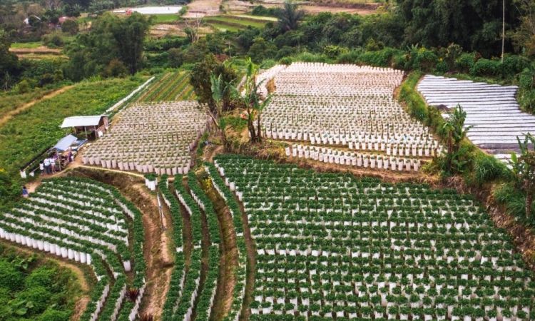 Agrowisata Lereng Gunung Singgalang