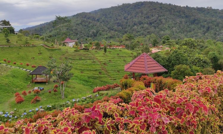 Daya Tarik Kebun Raya Liwa Lampung