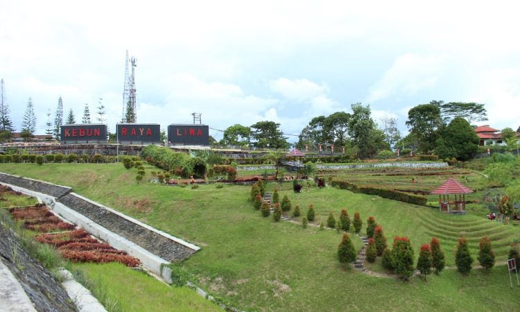 Tiket Kebun Raya Liwa Lampung