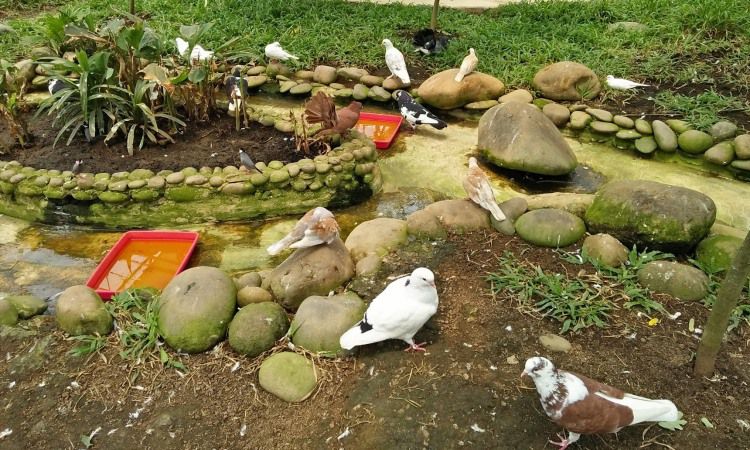 Daya Tarik Palembang Bird Park
