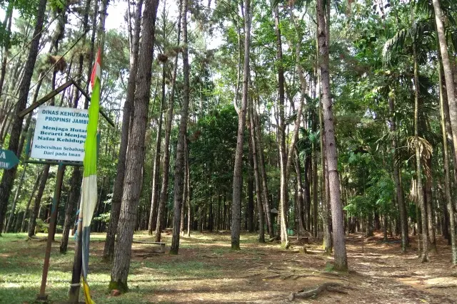 Aktivitas Menarik Taman Hutan Pinus Pal X