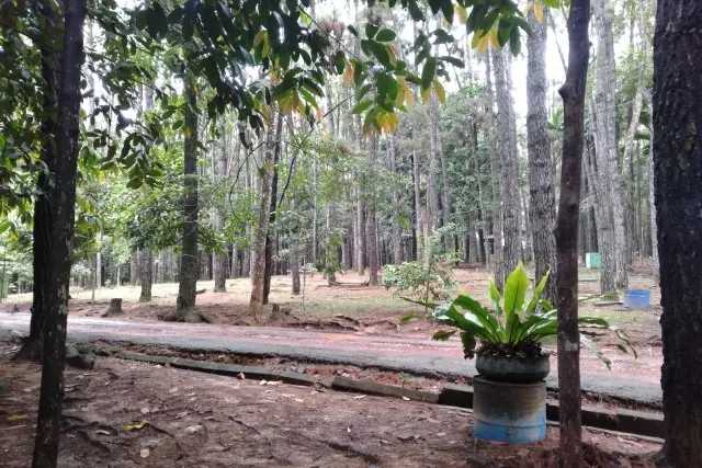 Alamat Taman Hutan Pinus Pal X
